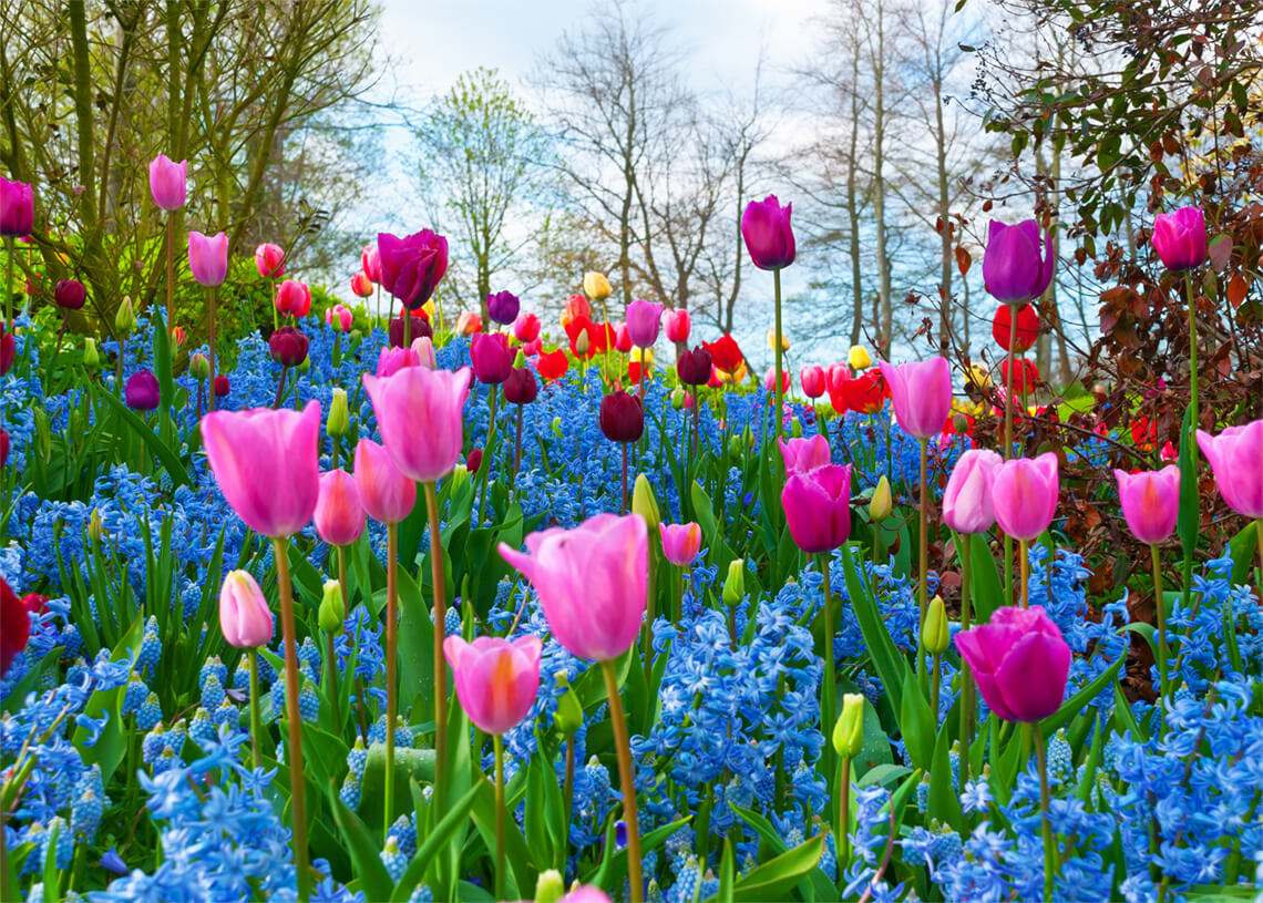 OTECH Foundation Highlights